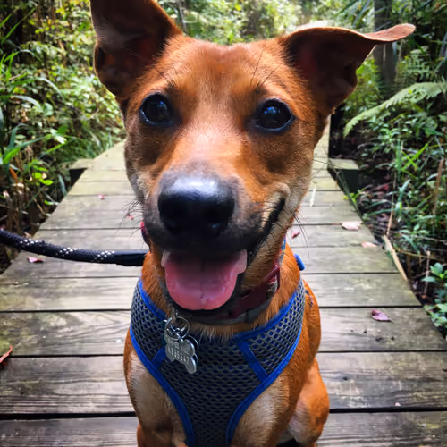 Wonderplunder's World