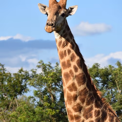 Wonders Of Africa