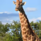 Wonders Of Africa