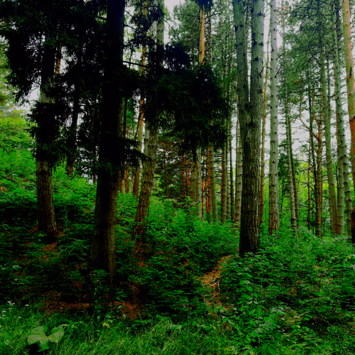 ForestFairy