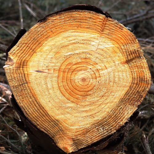 wood mazes