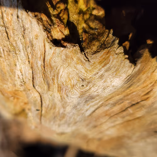 Wood Photography