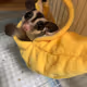 satori/sirabu-sugar glider
