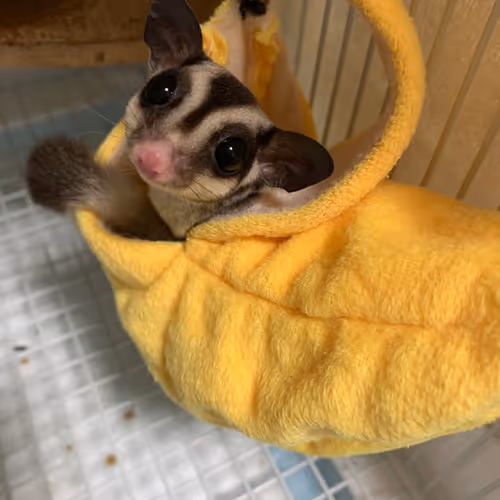 satori/sirabu-sugar glider