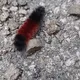Woolly Woolly Got A Pair Of My Sneakers