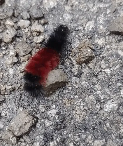 Woolly Woolly Got A Pair Of My Sneakers