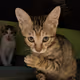 World of Pearl Milk Tea - Real Cat Photo (Limited 25 Editions)
