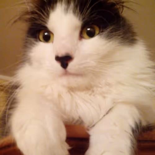 World  cats