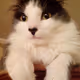 World  cats