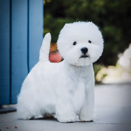 World of Show Dogs