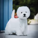 World of Show Dogs