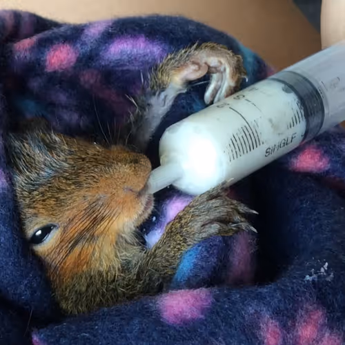 World Safari Photography Collection - ETH - old