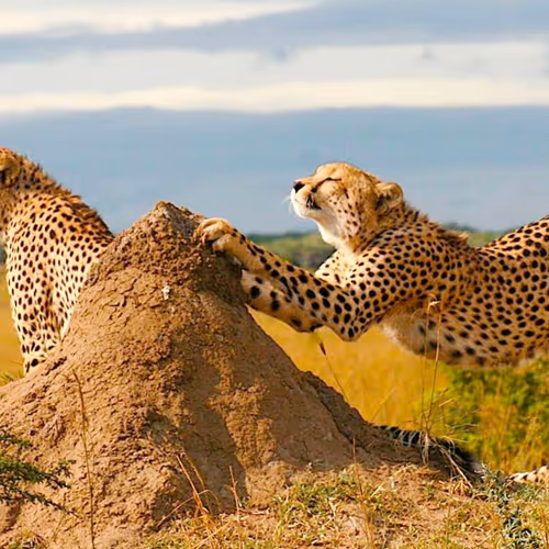 Worldsafari Photos - old V2