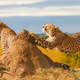 Worldsafari Photos - old V2