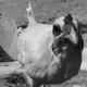 WWII Chickens