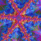 X Dimension