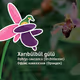 Xari BulBul
