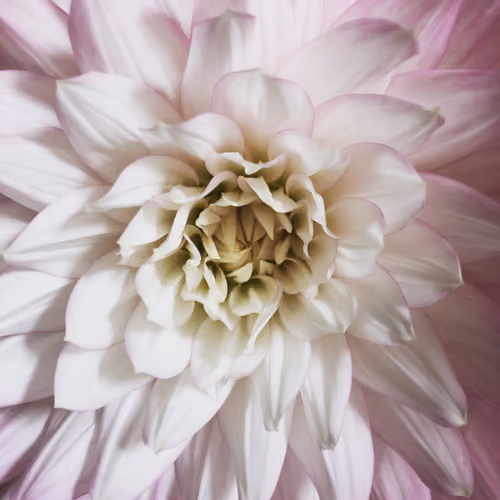 Y's Flowers
