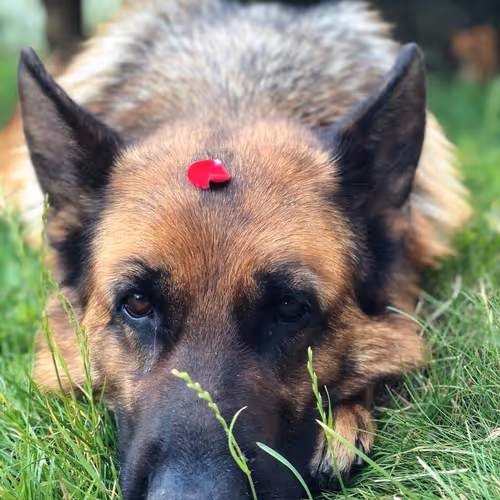 Yama & Ayvengo Dog's