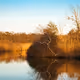 Yellow and Blue Study - old