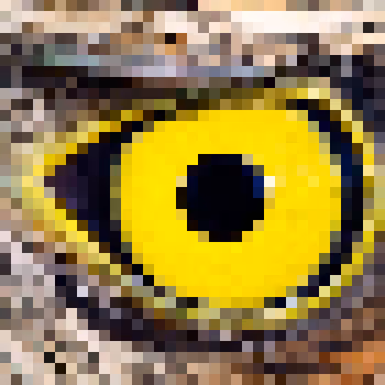 Yellow-eyed