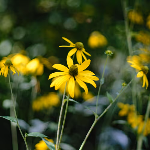 yellow flower