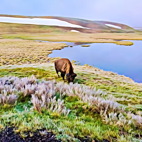 Yellowstone Collection