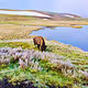 Yellowstone Collection