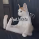 yes cats