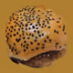 Yokee burger - old