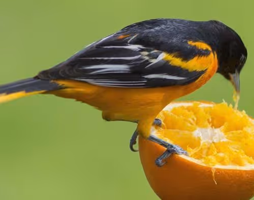 Cultural Artifacts of the Yorubaland