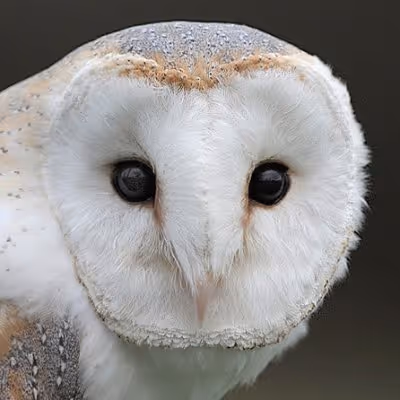 Young Owls