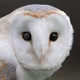 Young Owls