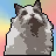 Yoyo's kitten