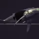 MagicalWhales