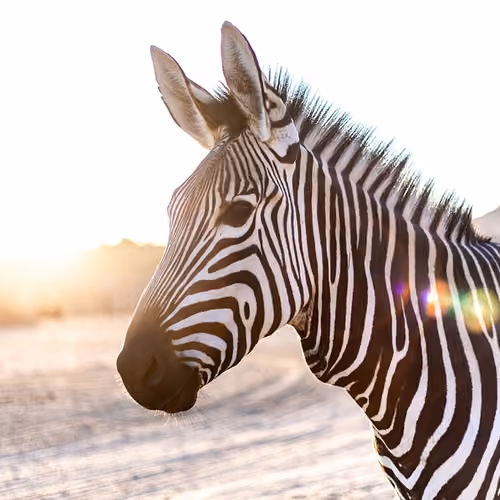 Zebra Drawing - old