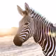 Zebra Drawing - old