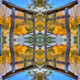 Zen Reflections