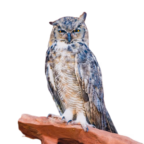 Zion National Park Collectibles