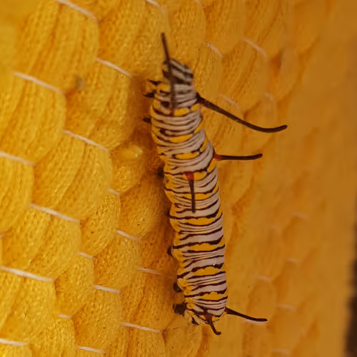 zipCATA