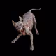 Zombie Dogs