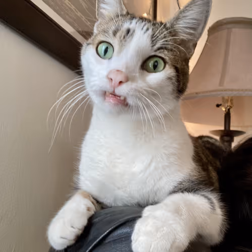 ZZNFT