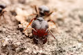 Ant Pictures