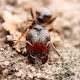 Ant Pictures