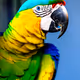 Animals are cool