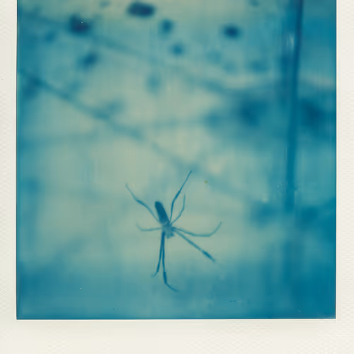 Editions by Bruno Mello