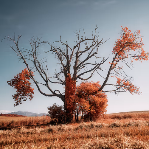 Jonas Hangartner's Editions