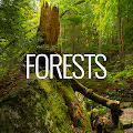 _Forests_ - old