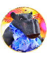 Rustdawg's Crypto Hippos