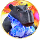 Rustdawg's Crypto Hippos